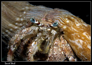 Hermit crab - night dive in Marsa Shagra :-D by Daniel Strub 